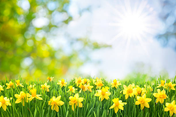 Spring Easter background Spring Easter background with beautiful yellow daffodils daffodil stock pictures, royalty-free photos & images