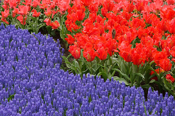 spring flower bed - red hyacinth bildbanksfoton och bilder