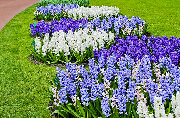 spring flower.  hyacinth - red hyacinth bildbanksfoton och bilder
