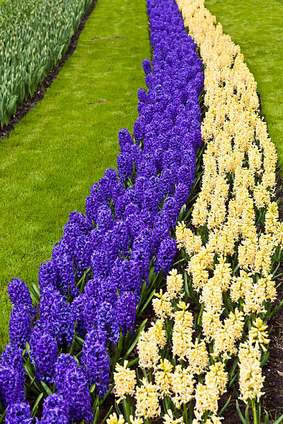 spring flower.  hyacinth - red hyacinth bildbanksfoton och bilder