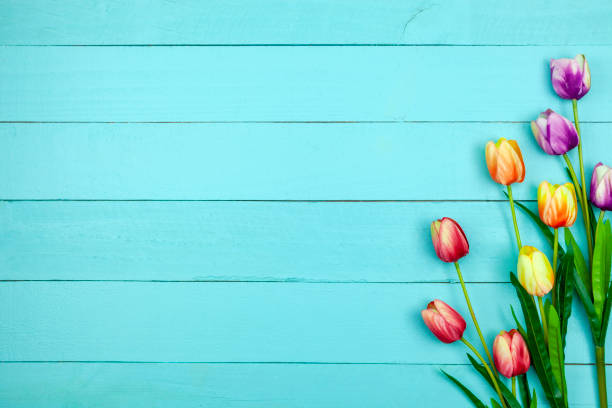 Spring flower of multi color Tulips on wood ,Flat lay image for holiday greeting card for Mother's day,Valentine's day, Woman's day and copy space space for your text stock photo