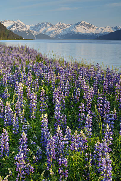 Spring flowers, Alaska stock photo