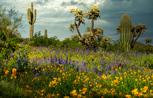 Wildflowers bloom in the desert in spring.