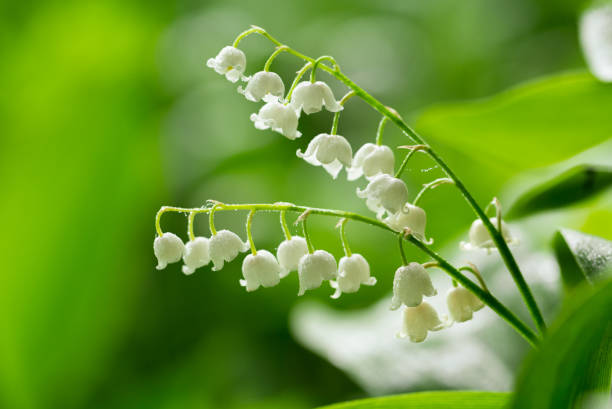 Spring flowers. Lily of the valley on green background stock photo
