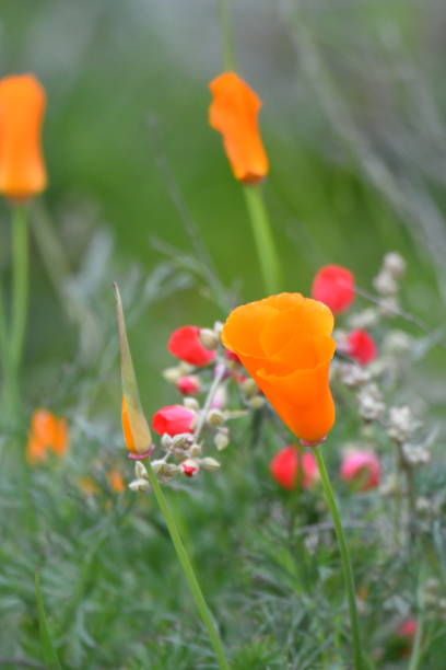 Spring Flowers with Poppies Palos Verdes Area steven harrie stock pictures, royalty-free photos & images
