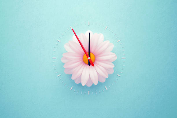 Spring Forward Concept - Single White Daisy Forming Clock on Teal Background Single white daisy forming clock over teal background. Horizontal composition with copy space. Spring forward and daylight saving time concept. daylight saving time stock pictures, royalty-free photos & images