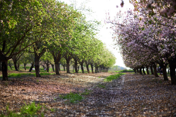 Spring garden of the blossoming almonds. Latrun, Israel stock photo
