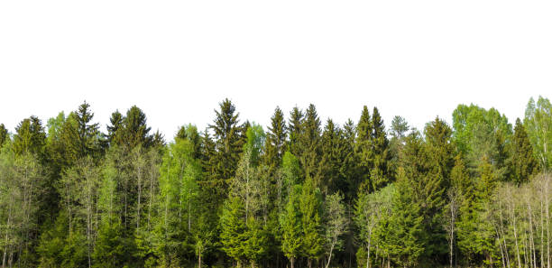 Spring green forest on the horizon is isolated. The edge of a forest with deciduous and coniferous trees, natural background. pinaceae stock pictures, royalty-free photos & images