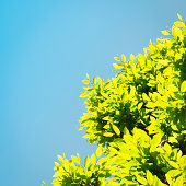 istock Spring green leaf against blu sky 185262728
