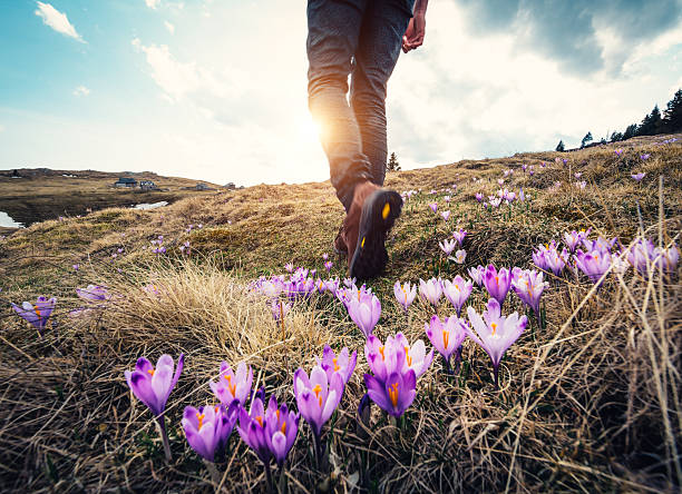 咲くクロッカスの花でいっぱいの山の牧草地の上をハイキングする女性。