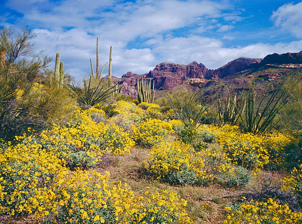 Spring in Arizona Spring Brittlebush blossoms carpet the desert below The Supertition Mountains in the Tonto National Forest near Phoenix Arizona southwest stock pictures, royalty-free photos & images