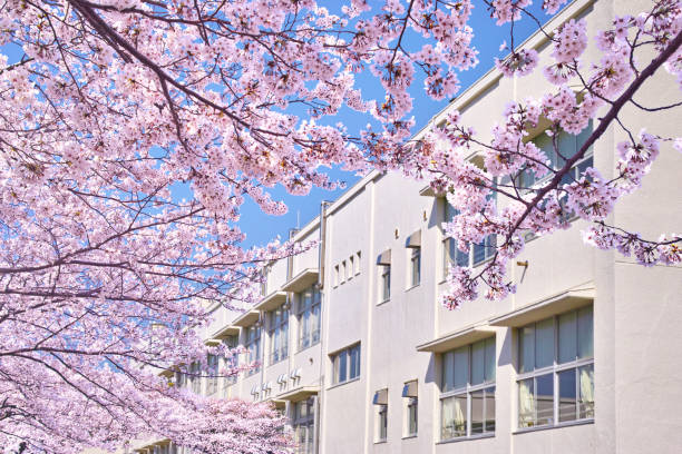 Spring in Japan Spring in Japan. Image of cherry blossoms in full bloom and school building elementary school building stock pictures, royalty-free photos & images