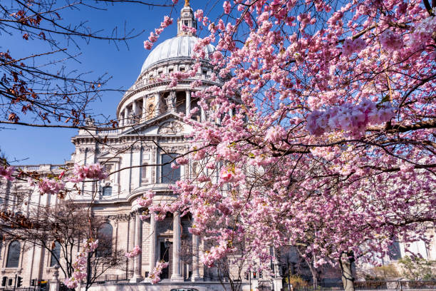 Spring in London with colorful cherry tree blossoms Spring in London, United Kingdom, with colorful cherry tree blossoms in front of the St. Pauls Cathedrale central london stock pictures, royalty-free photos & images