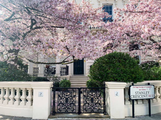Spring in Notting hill, England. Blooming cherry tree in front garden Stanley crescent street view. Fragment of facade of beautiful yellow house with charming blossoming sakura cherry tree. Pink flowers. Blooming tree chelsea stock pictures, royalty-free photos & images