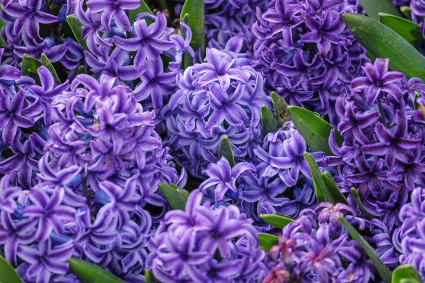 vår i parken - red hyacinth bildbanksfoton och bilder