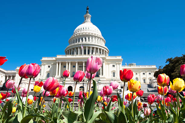 Spring in Washington DC Tulips in front of the US Capitol building architectural dome photos stock pictures, royalty-free photos & images