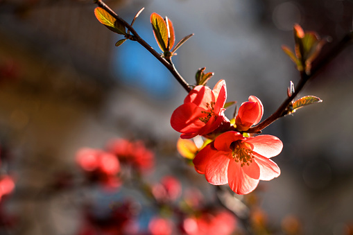 Spring blooming of Japanese Quince, Chaenomeles japonica in the park.