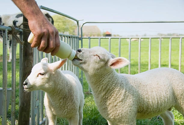 Spring lamb feeding stock photo