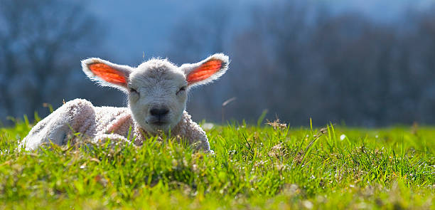 Spring Lamb stock photo