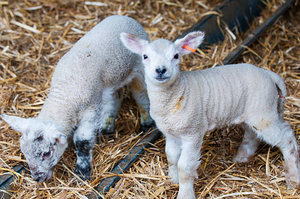 Spring Lambs stock photo