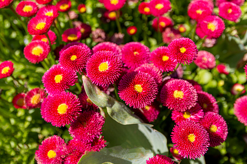 A lot of daisy red bellis flower.Red common daisy bellis flowers in summer garden.Selective focus