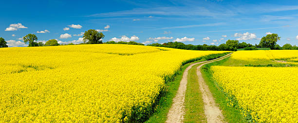 Spring Landscape with Winding Dusty Farm Road Through Canola Fields stock photo
