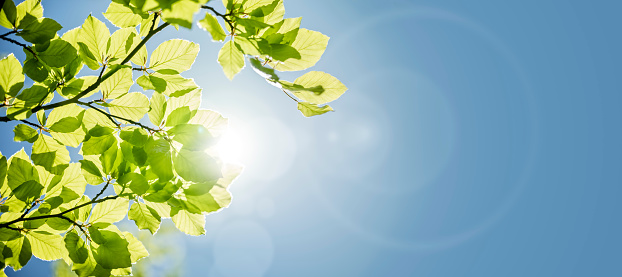 Spring leaves background with sunlight and blue sky for copy space