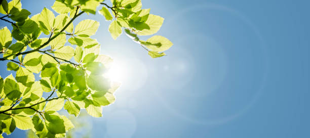 Spring leaves background Spring leaves background with sunlight and blue sky for copy space uk photos stock pictures, royalty-free photos & images