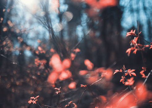 Spring background with fresh leaves (Infrared Aerochrome Look).