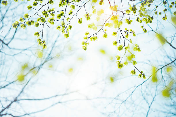 Spring Leaves Spring background with fresh green leaves. bud stock pictures, royalty-free photos & images