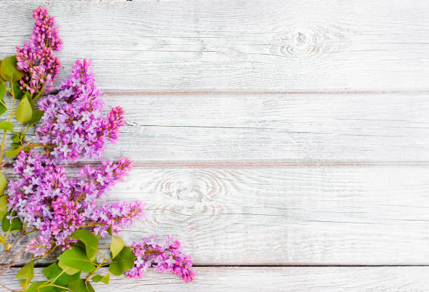 spring lilac flowers and a straw hat on a white wooden background are a free place to insert text. design, top view. flatley stock photo