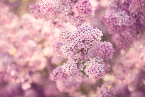 Spring lilacs and pretty bokeh background.