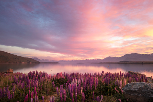 Lake Tekapo, on the South Island of New Zealand. A colorful sunrise matches the multiple colors of the lupines that grow wild around the lake in the spring (November/December in New Zealand). The distant mountains and sky are reflected in the still waters of the lake.
Note: some fine noise is visible at 100%.