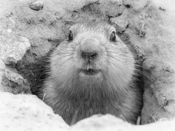 Spring marmot close-up, Baikonur, Kazakhstan Groundhog head close-up on a dark burrow background baikonur stock pictures, royalty-free photos & images