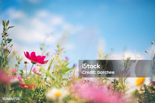 istock Spring Meadow 1126841725