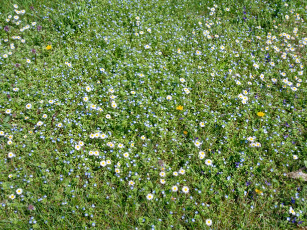 Photo of Spring meadow with bright colors of yellow, blue and white