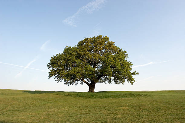 spring oak tree set on a green field with clear blue skies - eik stockfoto's en -beelden