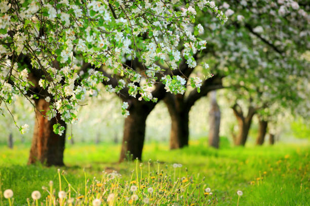 spring orchard - blooming trees - appelbloesem stockfoto's en -beelden