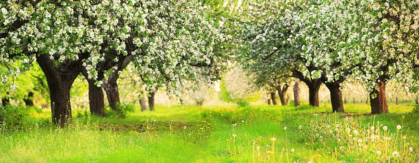 spring orchard - blooming trees shallow dof 36 mpix panorama - appelbloesem stockfoto's en -beelden