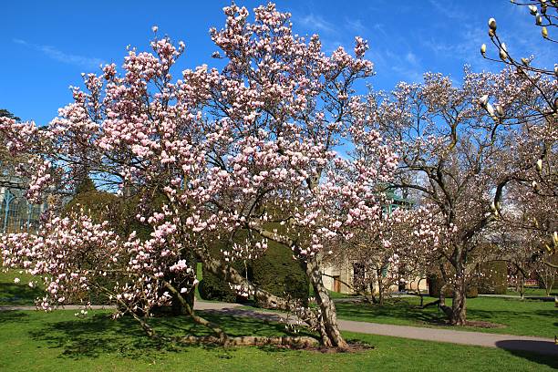 Spring park with magnolias stock photo