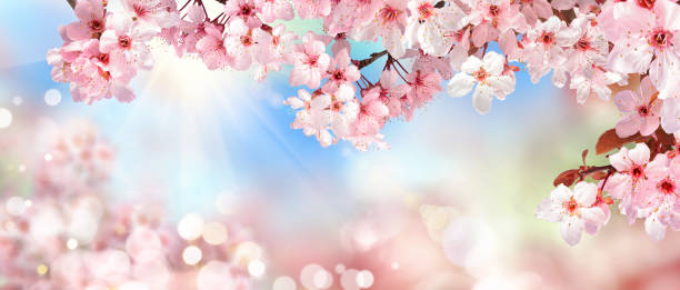 vårlandskap med rosa körsbärsblommor - tree of flower of life bildbanksfoton och bilder