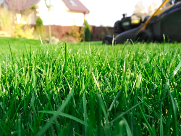 C & K Lawn Care Services Lawn Mowed