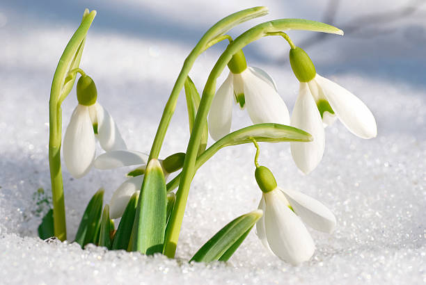 Spring snowdrop flowers Spring snowdrop flowers with snow in the forest snowdrop stock pictures, royalty-free photos & images