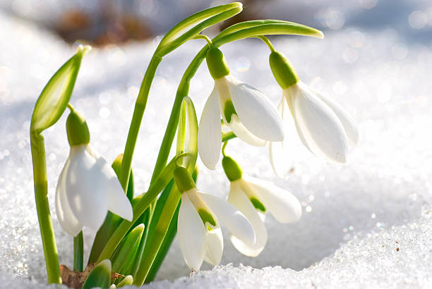 Spring snowdrop flowers Spring snowdrop flowers with snow in the forest snowdrop stock pictures, royalty-free photos & images