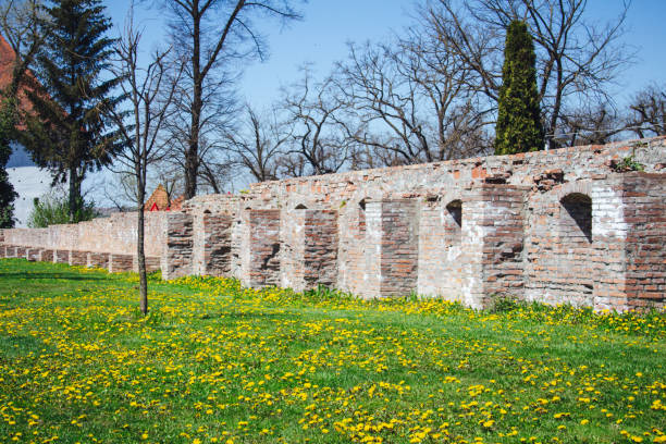 Spring time Yellow dandelions, green grass and old castle brick walls in Targu Mures, Romania stock photo
