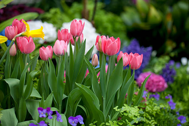 Spring Tulip Garden stock photo