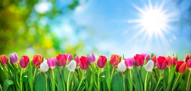 lentebloemen tulpen - mei stockfoto's en -beelden