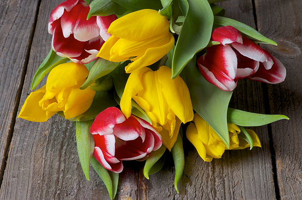 Yellow and Red-White Tulips closeup on Rustic Wooden background