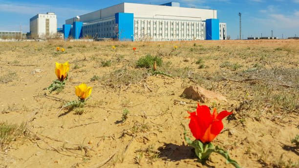 Spring tulips - picturesque decoration of the Baikonur Cosmodrome, Kazakhstan Yellow and red steppe tulips among clay soil and sparse vegetation against the background of blue and white industrial buildings and blue sky baikonur stock pictures, royalty-free photos & images
