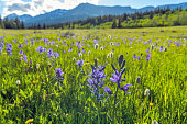 istock Spring Valley - Field of Blue Camas wildflowers blooming in a mountain meadow at Cut Bank Valley on a sunny and calm Spring Evening, Glacier National Park. 1355142688